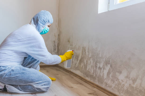 Licensed Basement Mold Remediation service in Gladstone, MI - WQB Mold Removal