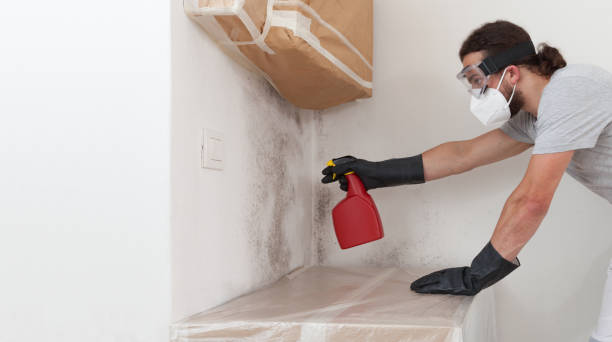 Professional Basement Mold Remediation technician working in Gladstone, MI