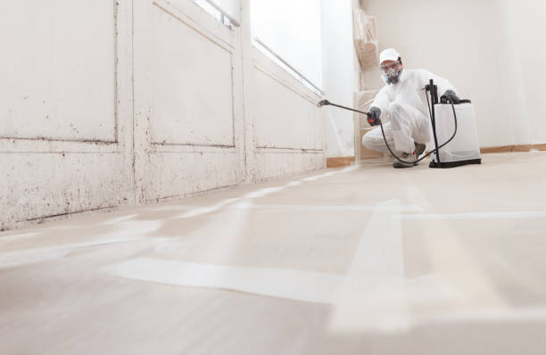 24/7 Emergency Basement Mold Remediation experts in Gladstone, MI