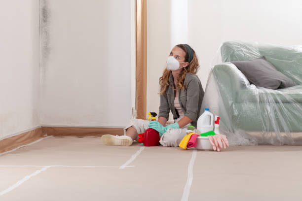 Reliable Basement Mold Remediation contractor in Gladstone, MI by WQB Mold Removal