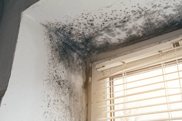 Affordable Basement Mold Remediation solutions in Gladstone, MI