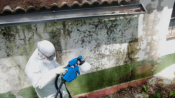 Top rated local Basement Mold Remediation specialists in Gladstone, MI